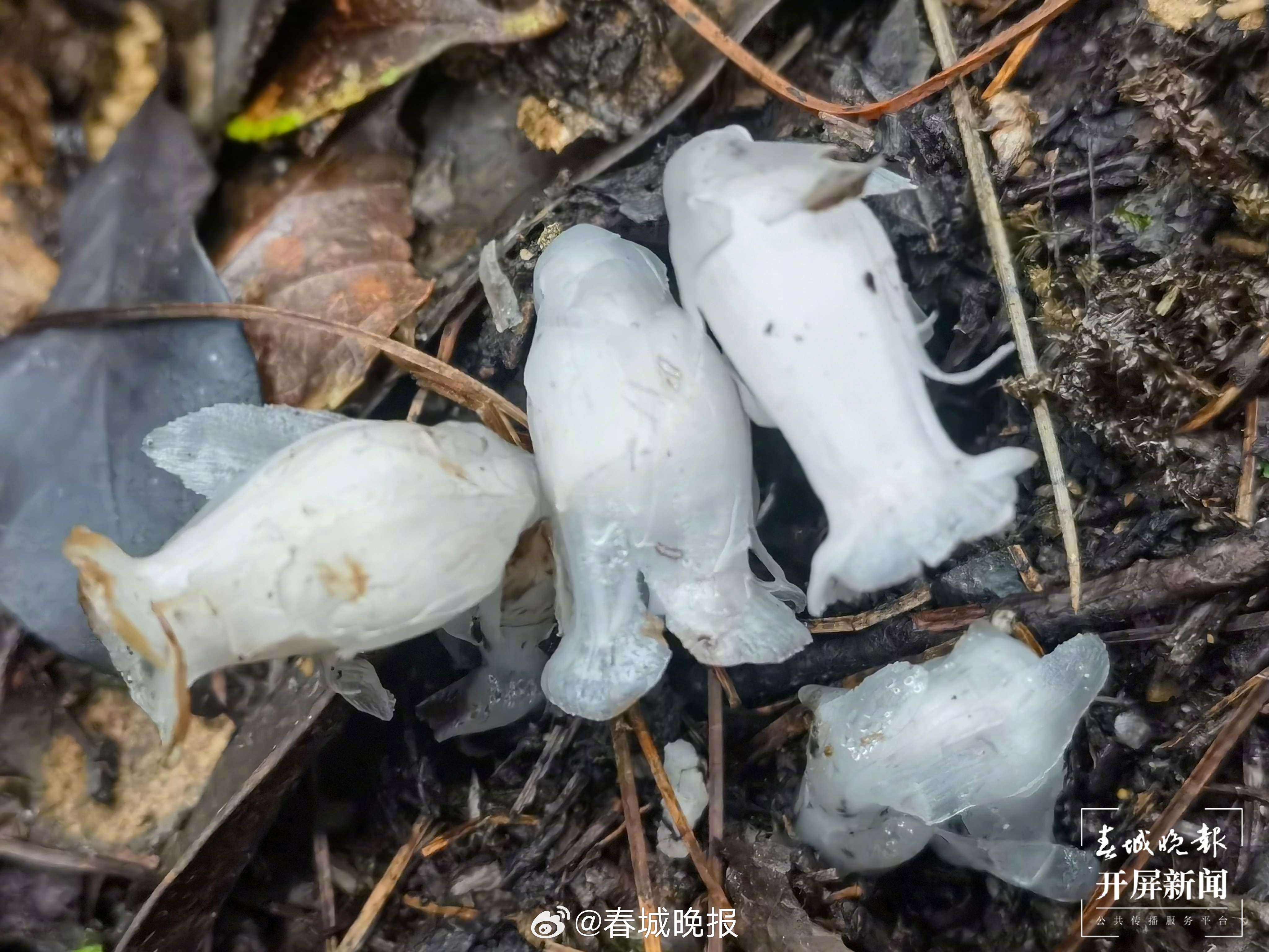 春城晚报