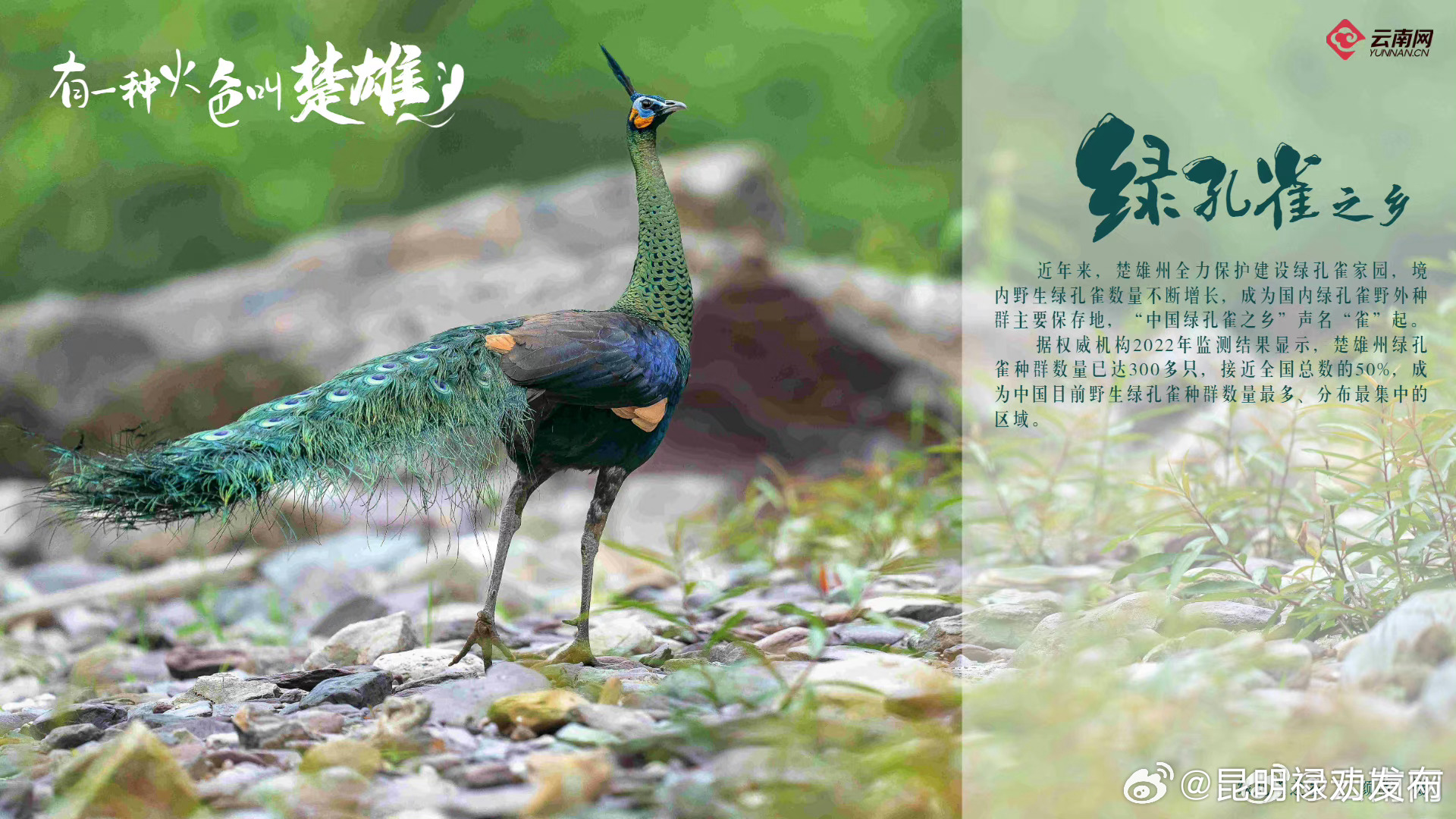 有一种火色叫楚雄楚雄的绿，是“中国绿孔雀之乡”的名声“雀”起