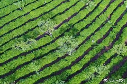 茶香特异、口感鲜甜——宜良宝洪茶