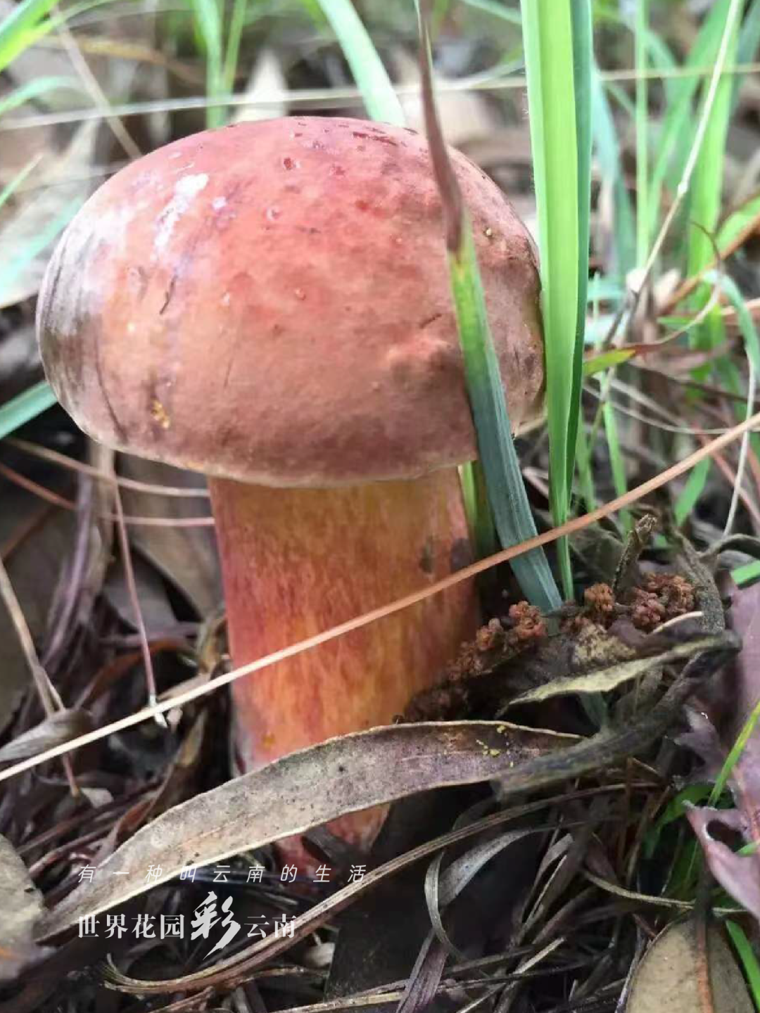 云南省文化和旅游厅