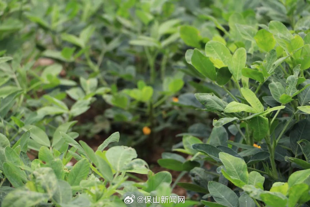 由旺：七彩富硒花生丰收在望