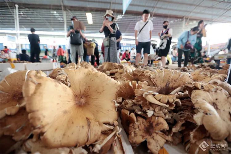 掌上春城微信