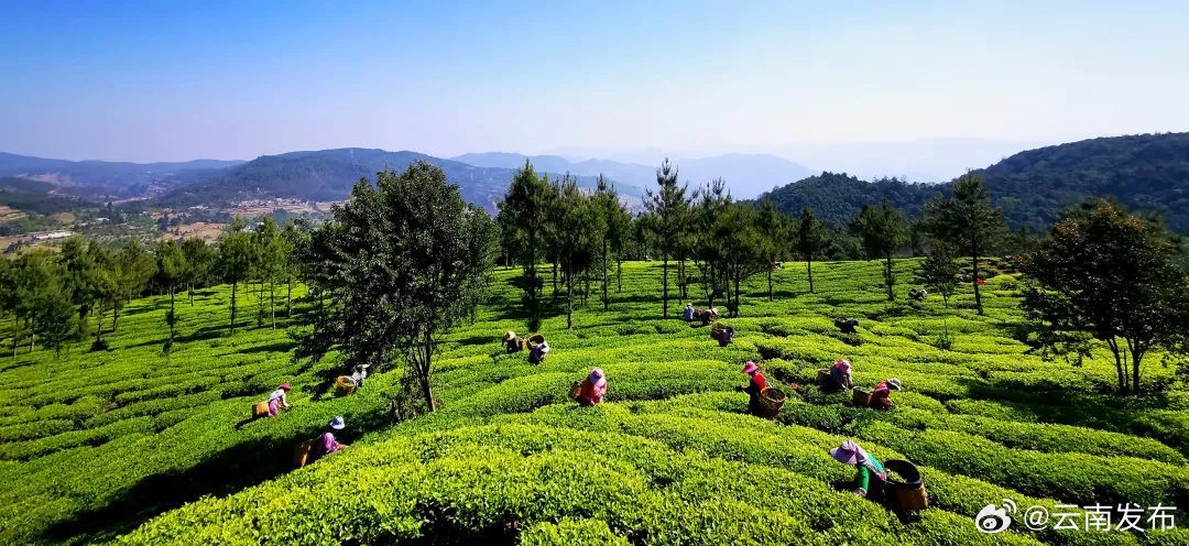 来自山林的味道——白竹山茶