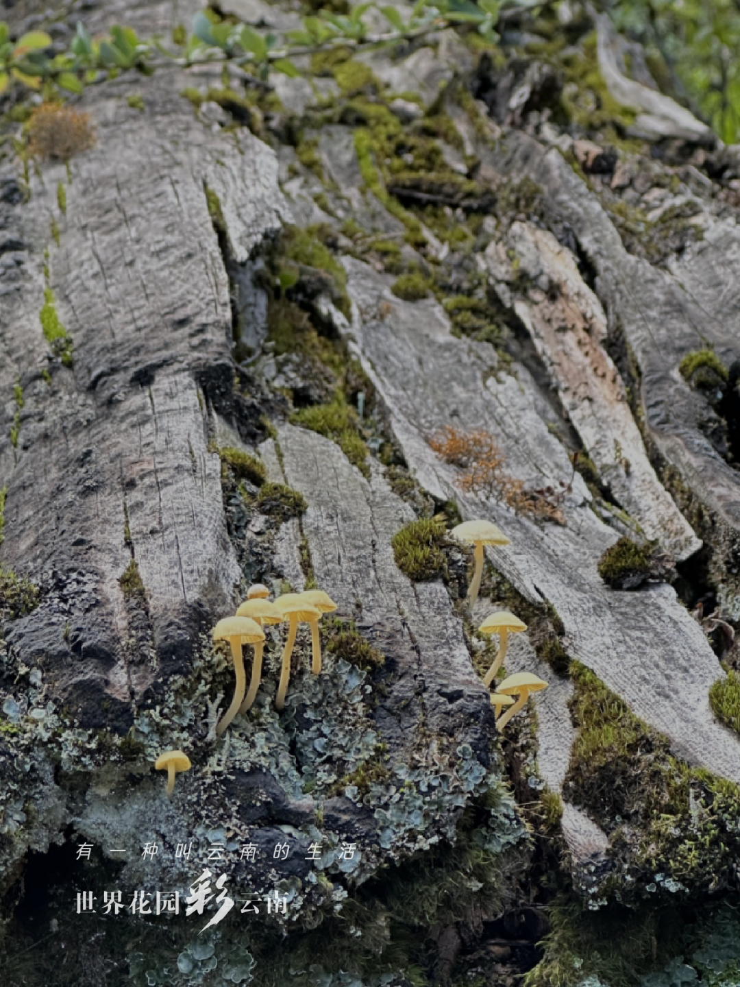 云南省文化和旅游厅