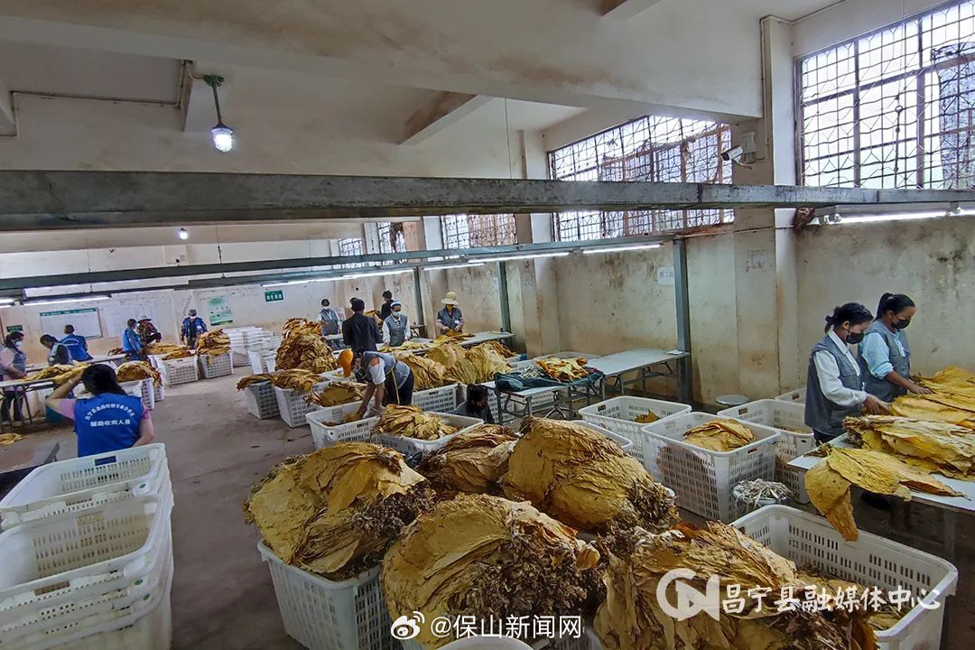 昌宁更戛：金叶飘香烟农乐 烤烟开秤收购忙