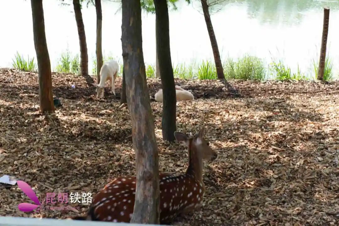 昆明铁路
