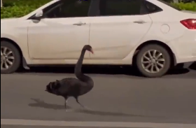 昆明信息港/cnkmxxg