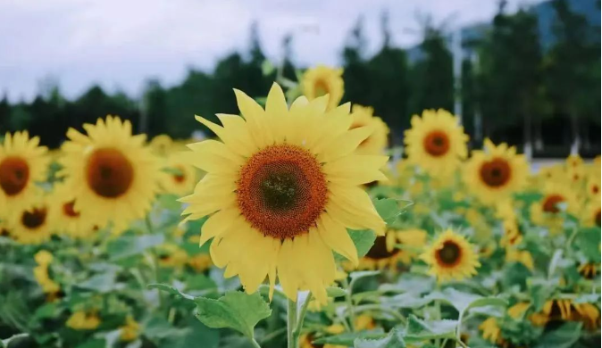 云南省文化和旅游厅