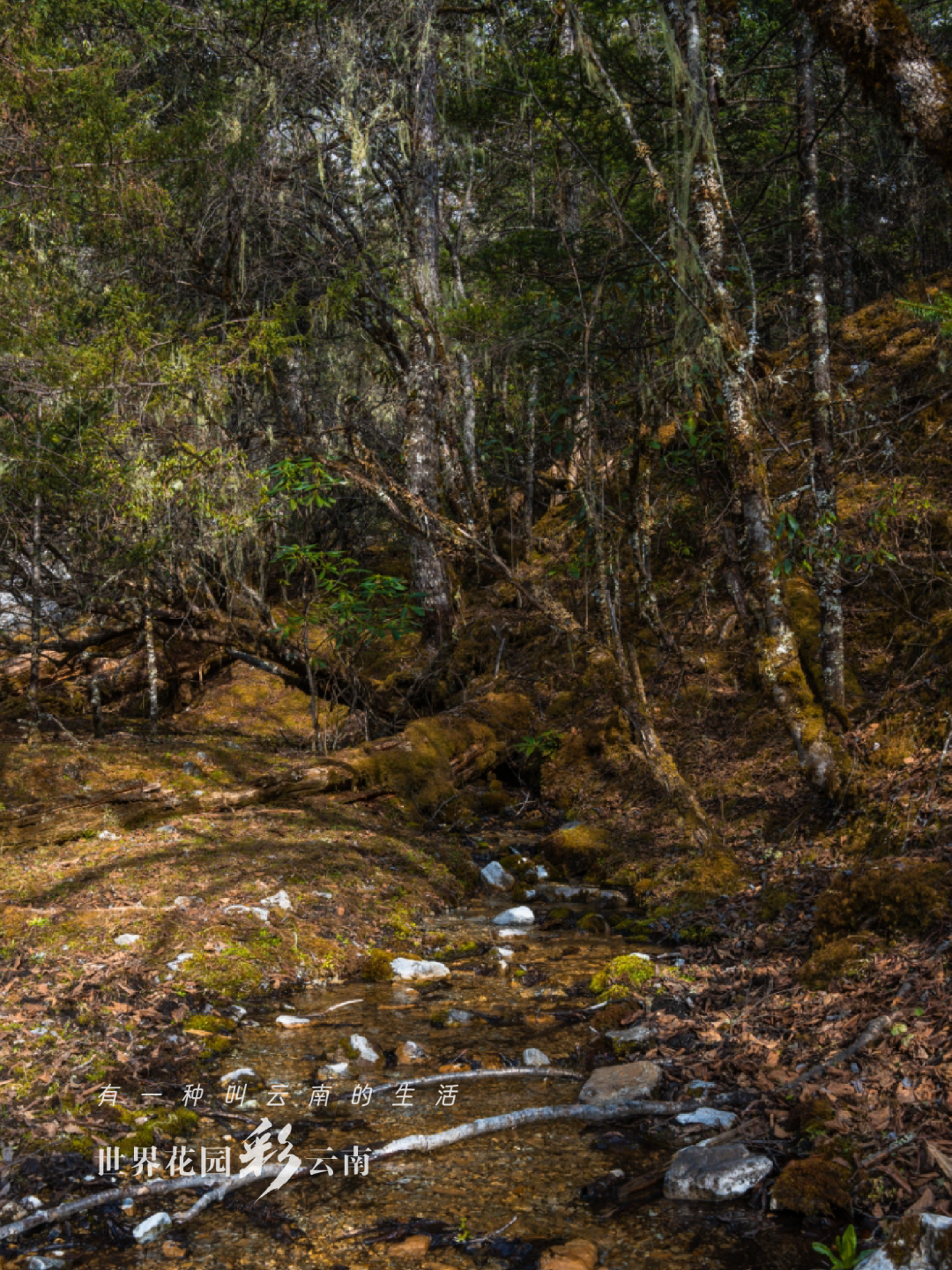 云南省文化和旅游厅