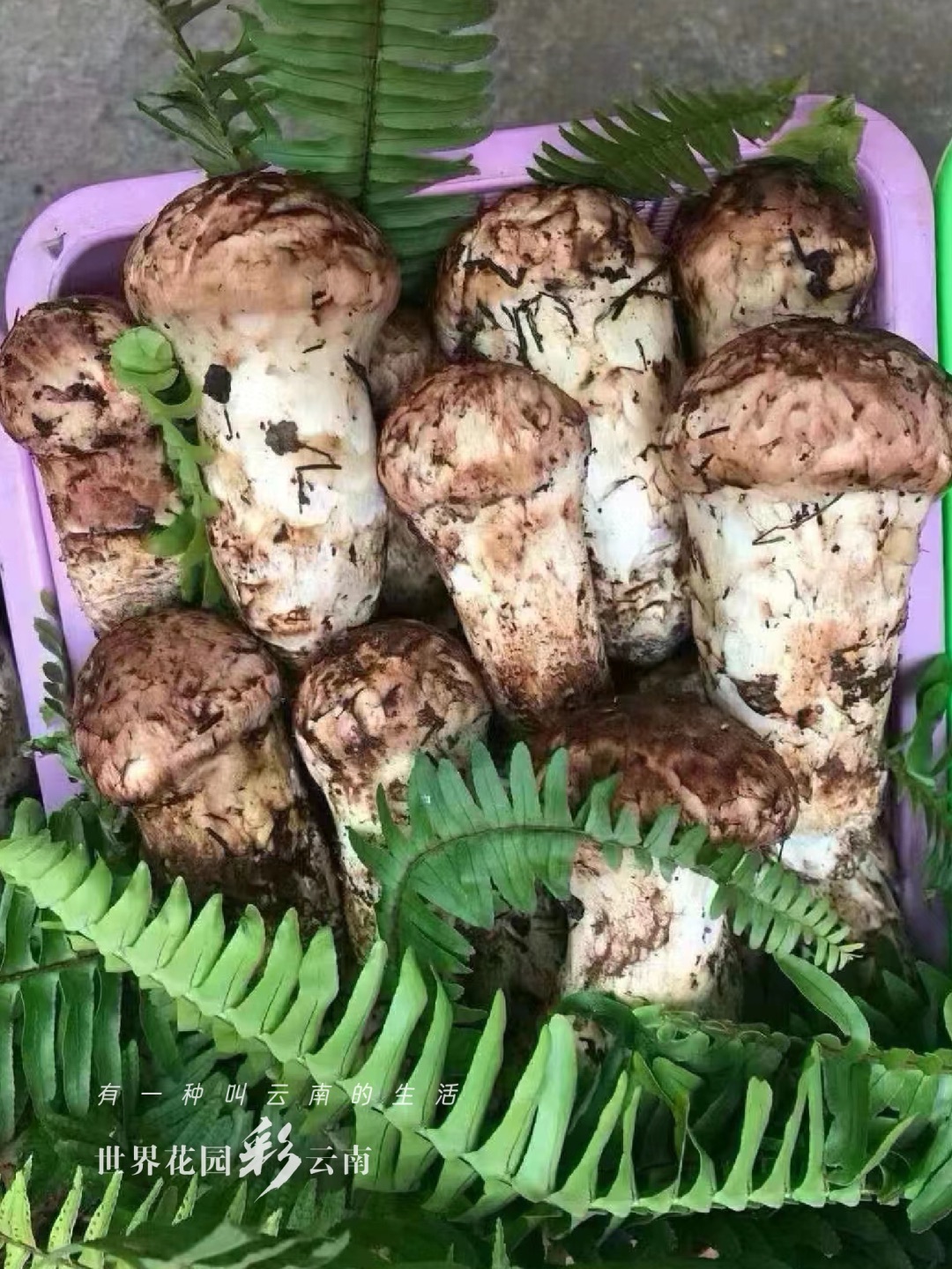 云南省文化和旅游厅