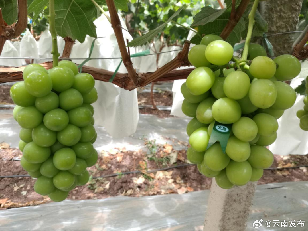 脆爽滑口、香气幽远——大理宾川葡萄