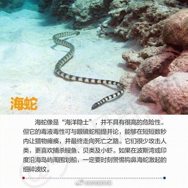 昆明信息港微博