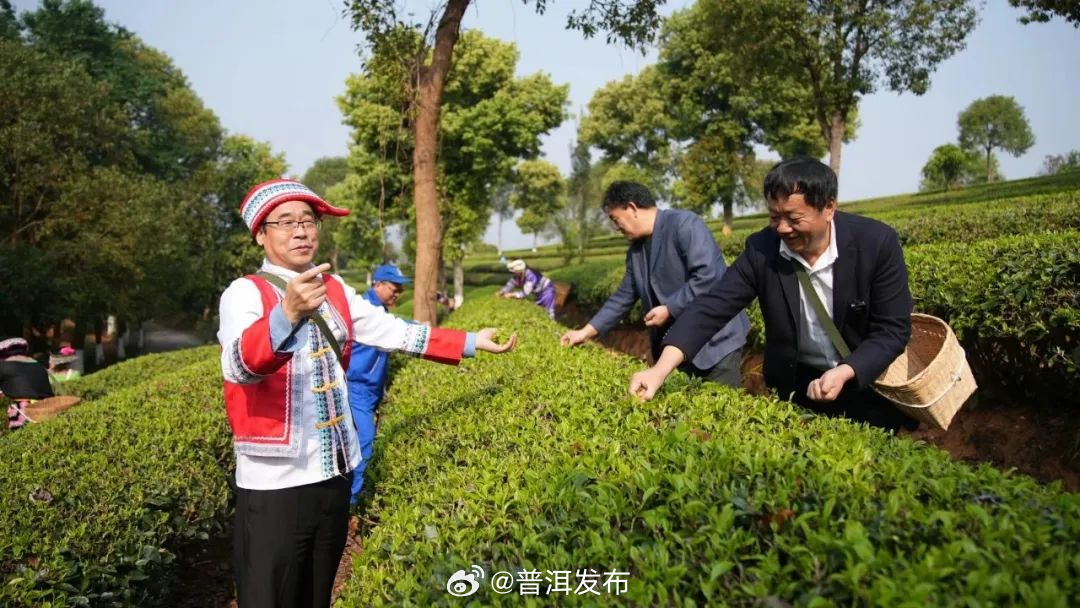 普洱发布