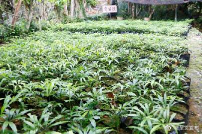 云南德保苏铁野外回归数量位居全国首位