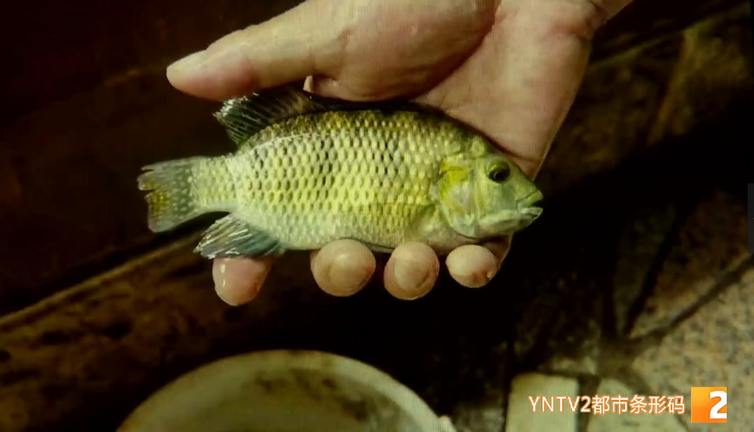 昆明信息港/cnkmxxg