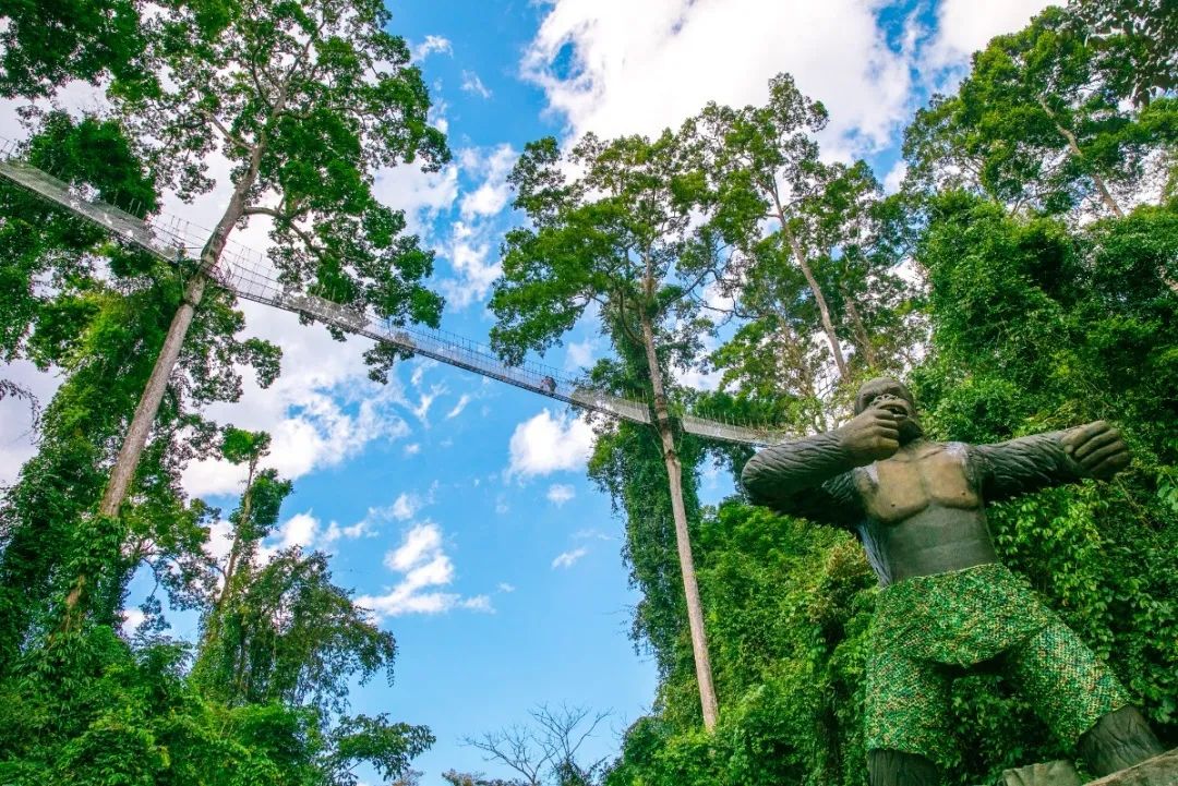 西双版纳望天树景区