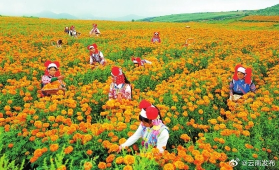 云南各地举行活动庆祝丰收节