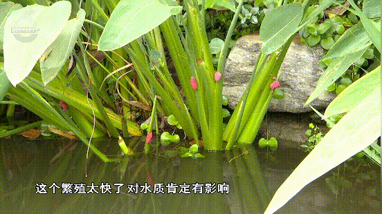 掌上春城微信