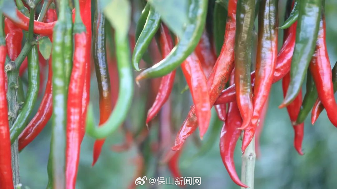 保山新闻网