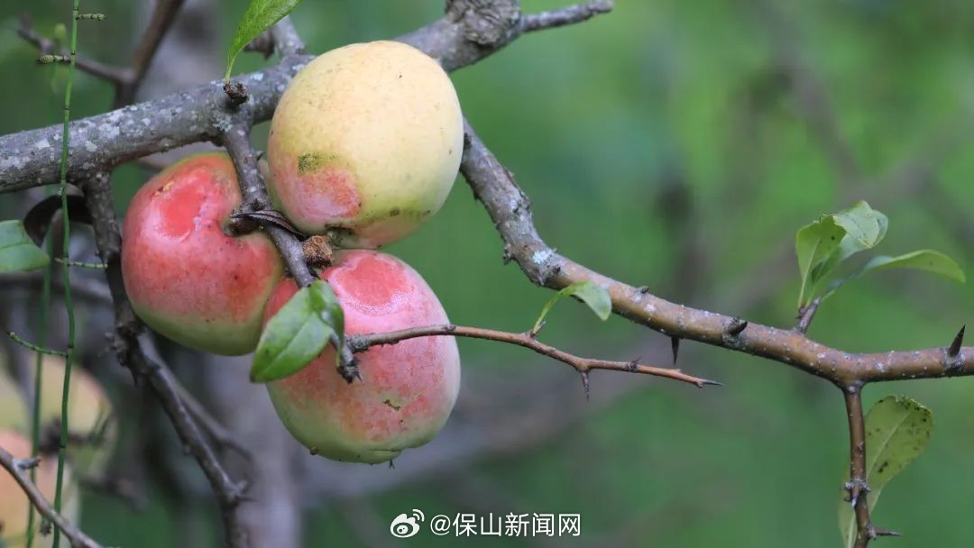 保山新闻网