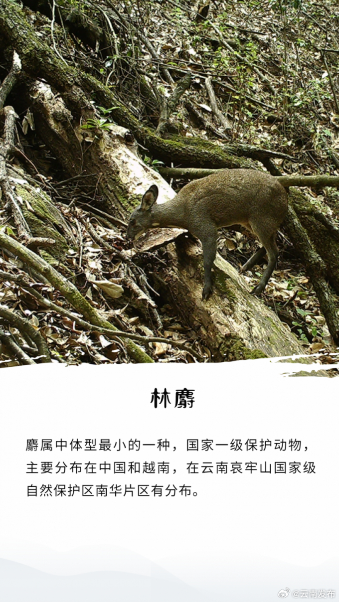 云南发布