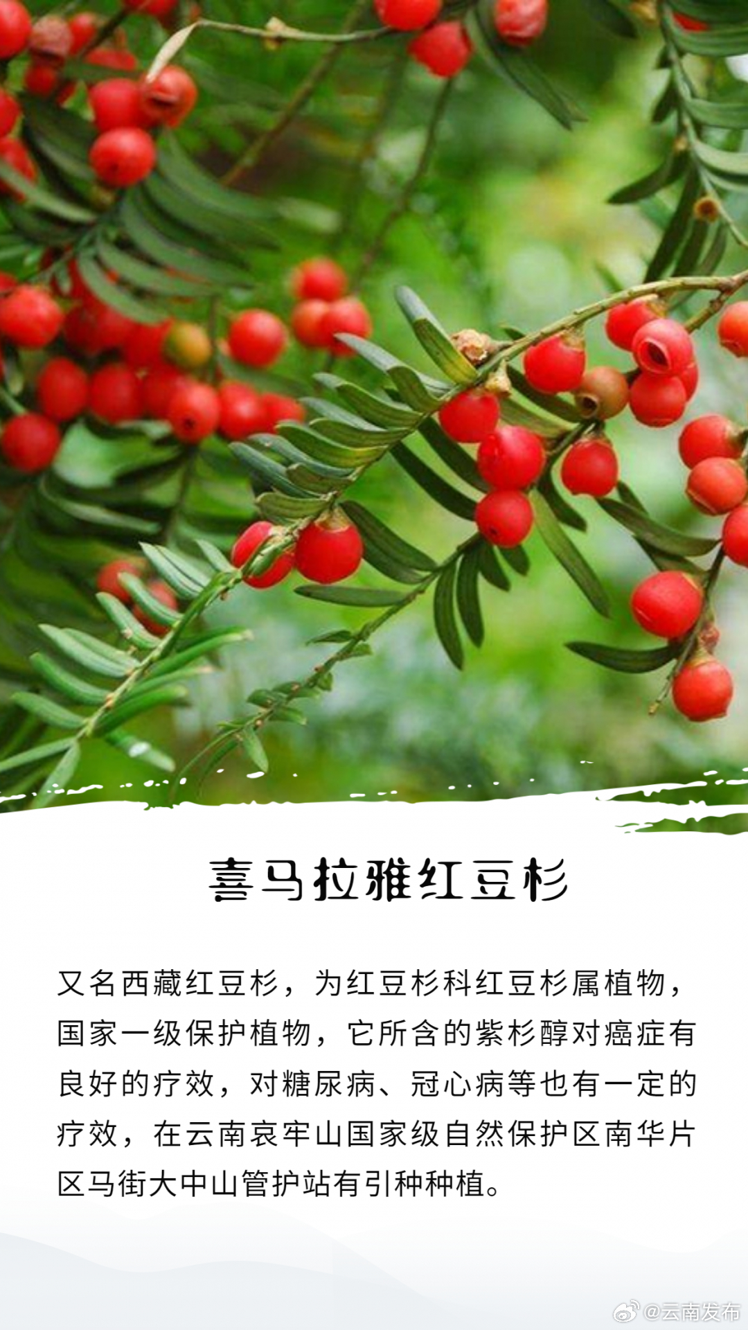 云南发布