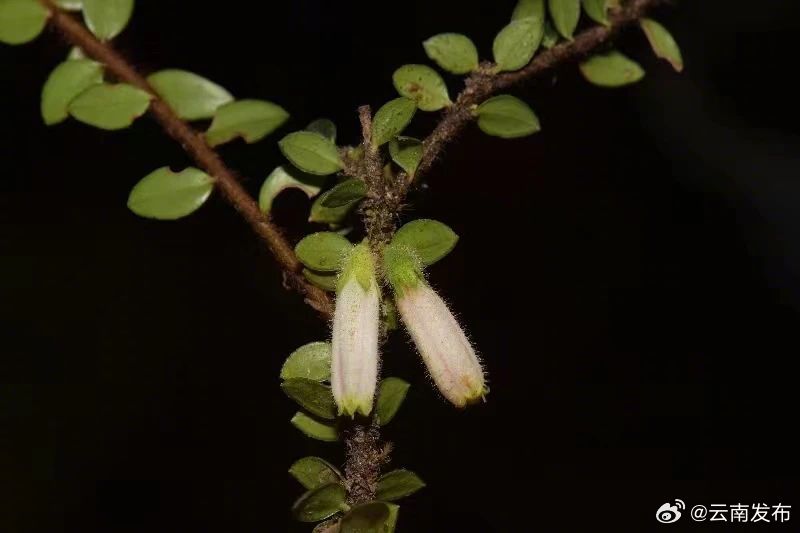 德宏新增一植物新种