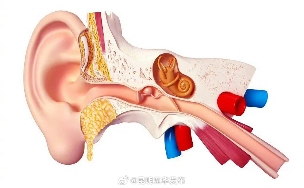 晕车时为什么总是想吐