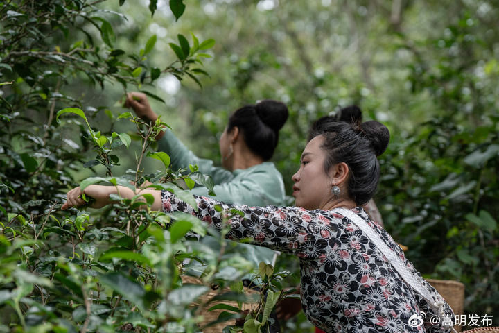 一山一叶铸传奇——探秘全球首个茶主题世界文化遗产