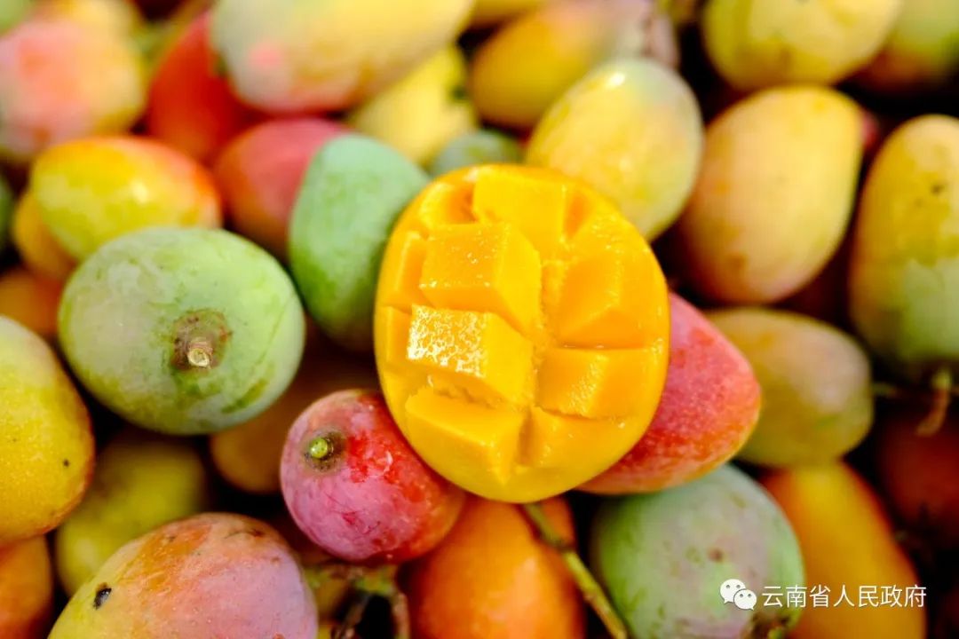 云南省人民政府网