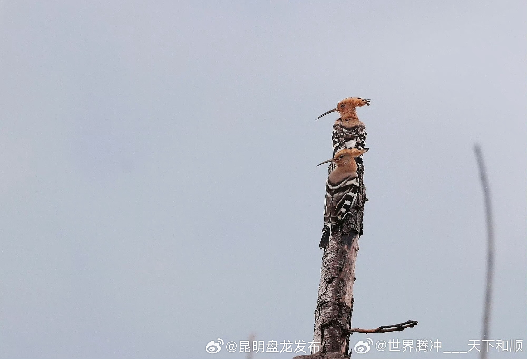 昆明盘龙发布
