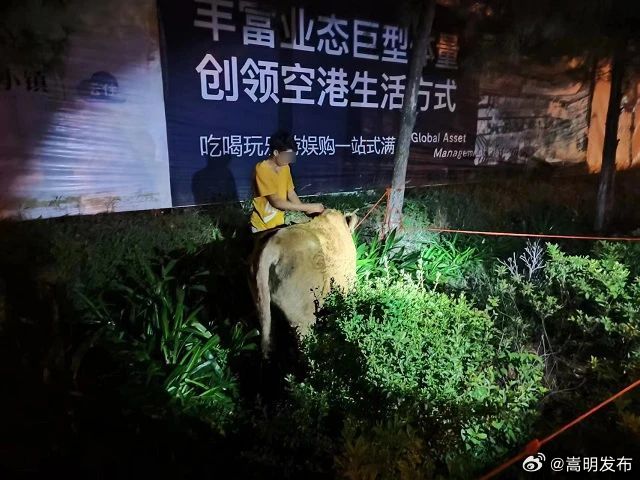 黄牛走失群众愁 龙保民警找回解民忧