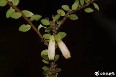 德宏新增一植物新种