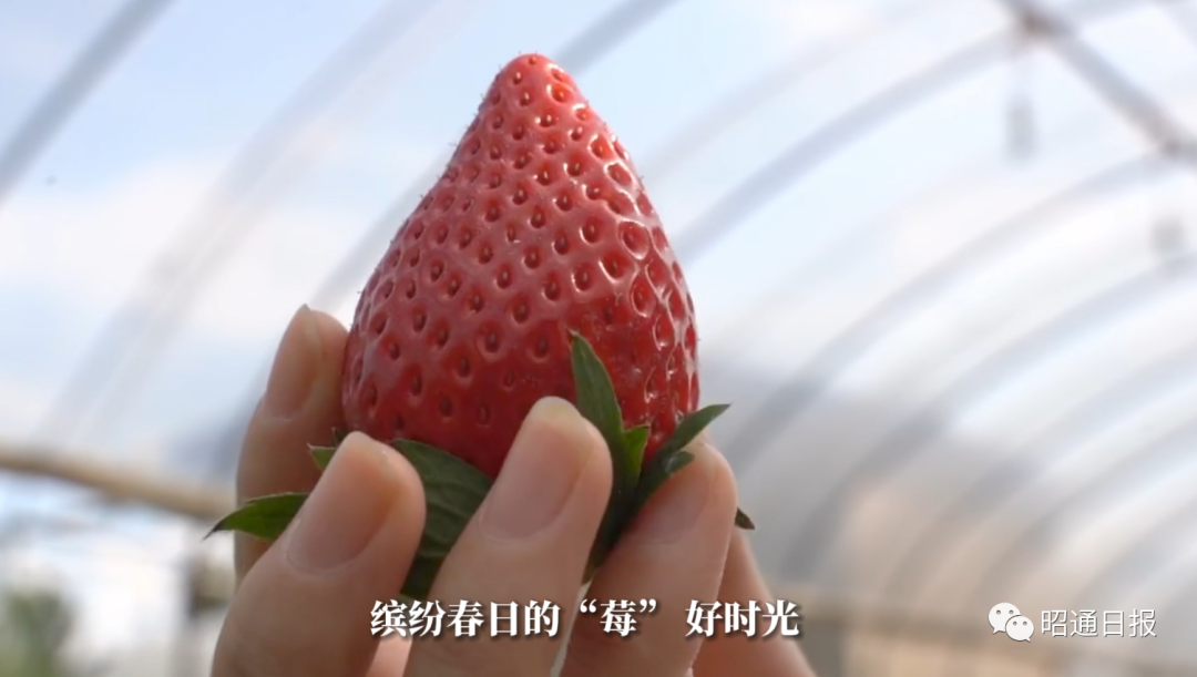 昭通日报