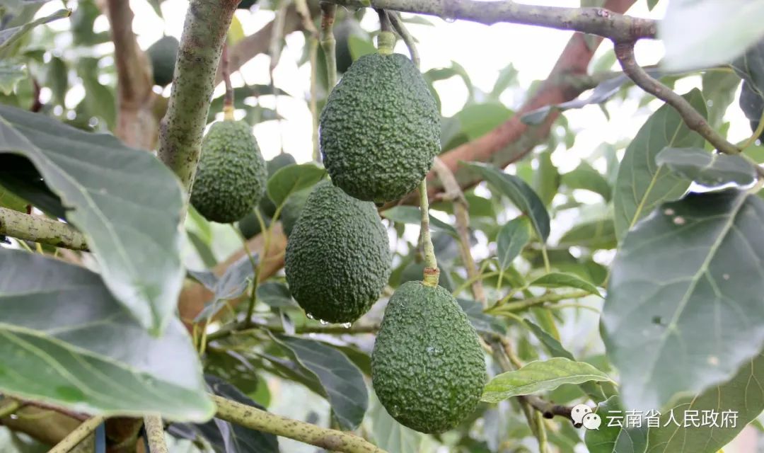 云南省人民政府网