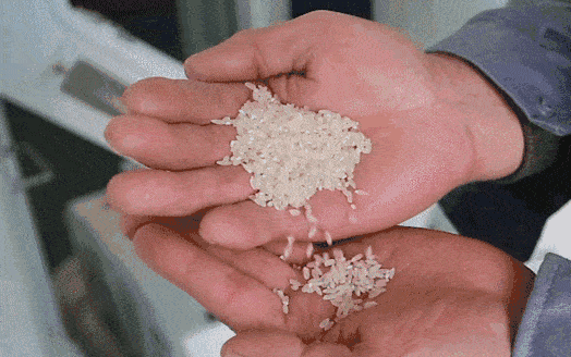 大米生虫了还能不能吃