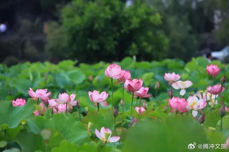 腾冲文旅