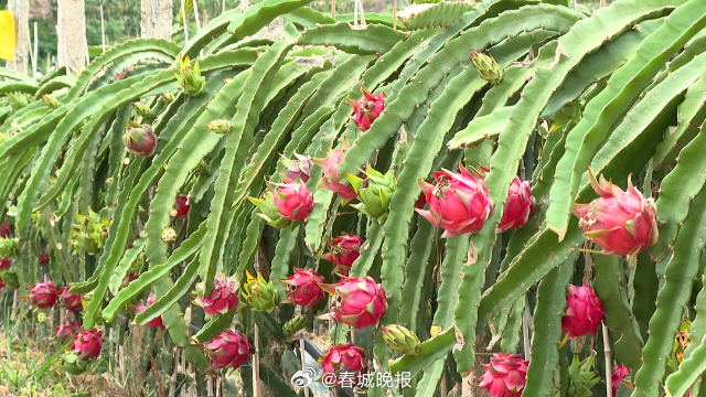 古韵新城 水墨石屏｜特色水果迎丰收 “甜蜜经济”促增收