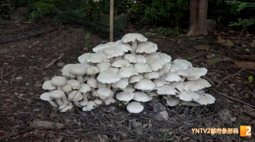 昆明信息港/cnkmxxg