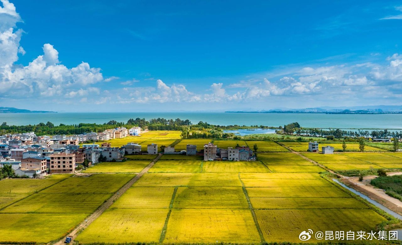 秋收美景重现滇池南岸