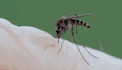 秋蚊子在白天更活跃 