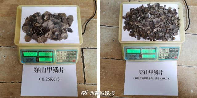 两女子携带大量穿山甲鳞片入境，被腾冲边检民警识破