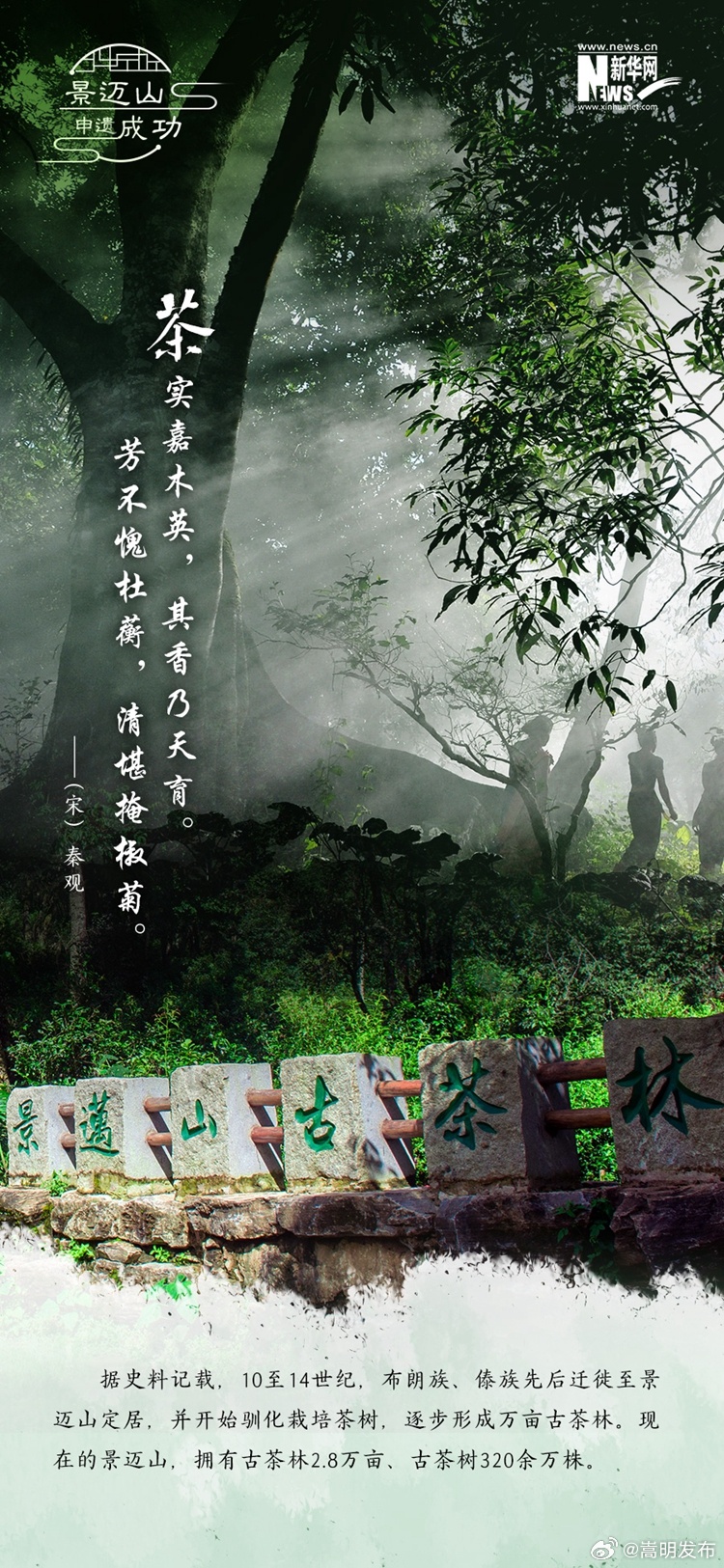 景迈山申遗成功 这些爱茶的古人坐不住了！