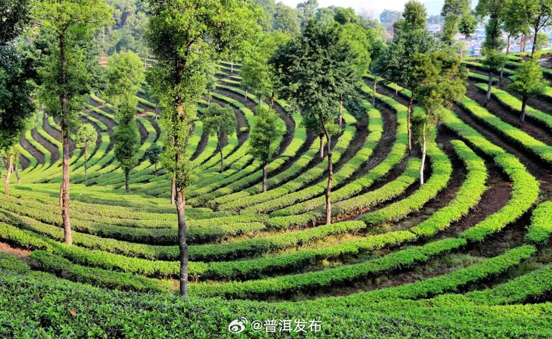 孟连县：绿水青山茶飘香 产业助农增收益