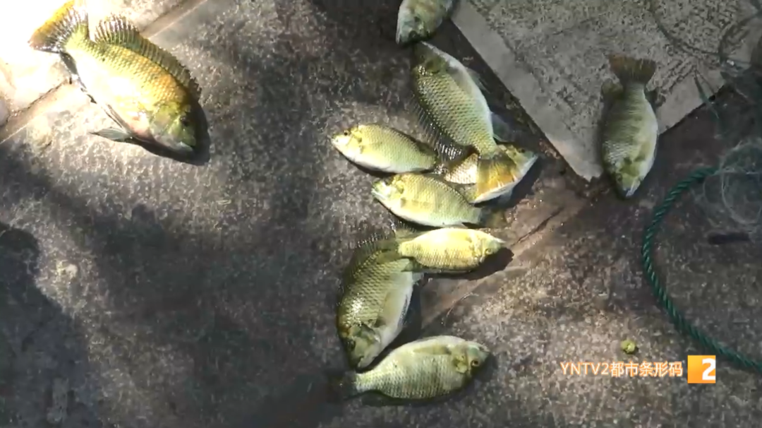 昆明信息港/cnkmxxg