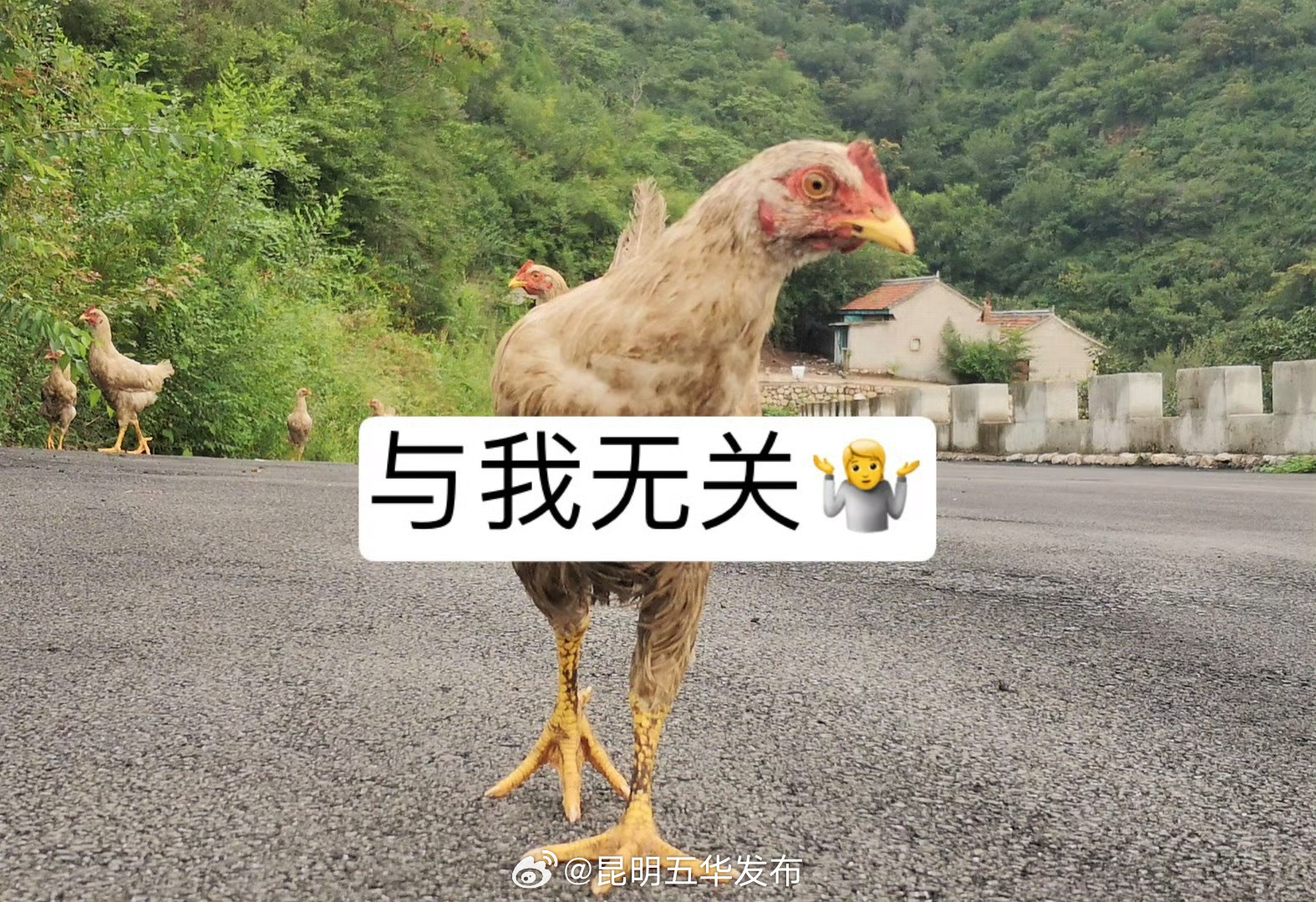 鸡精与鸡一点关系都没有 