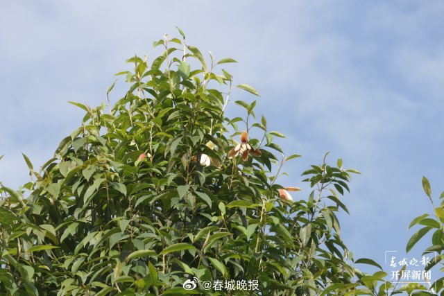 春城晚报