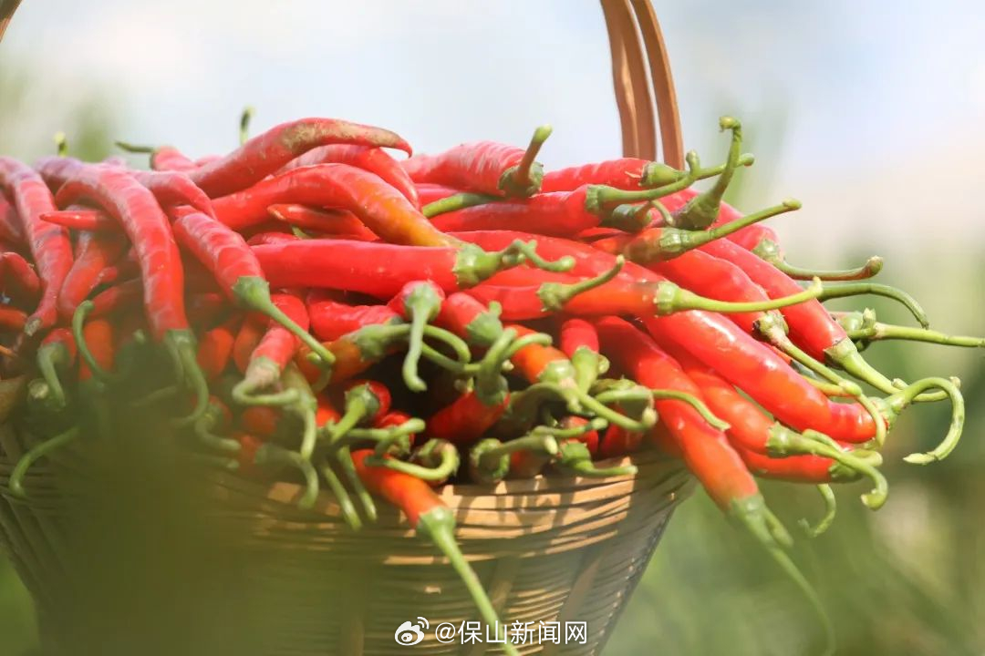 保山新闻网