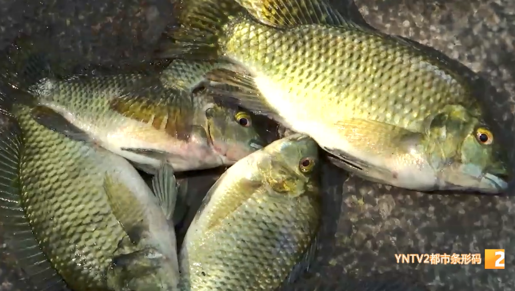 昆明信息港/cnkmxxg