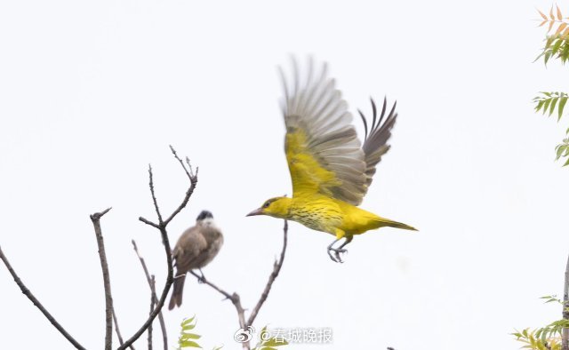 春城晚报